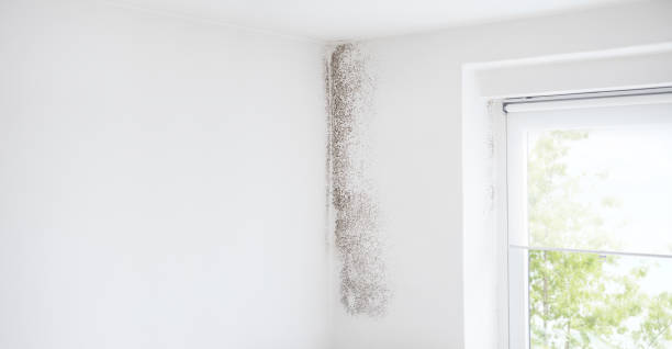 Best Emergency Mold Remediation  in Danville, CA